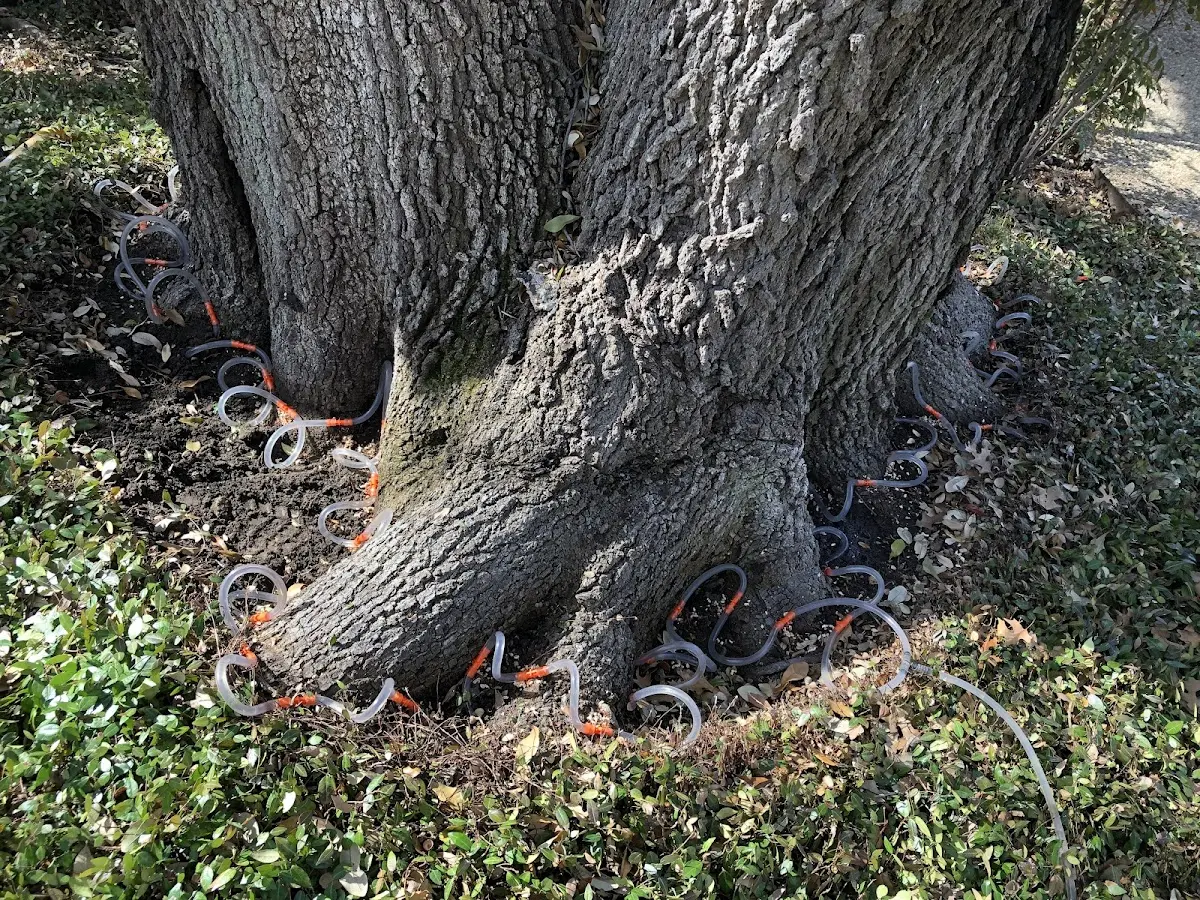 Detailed Tree Cabling and Bracing job site in Gardiner