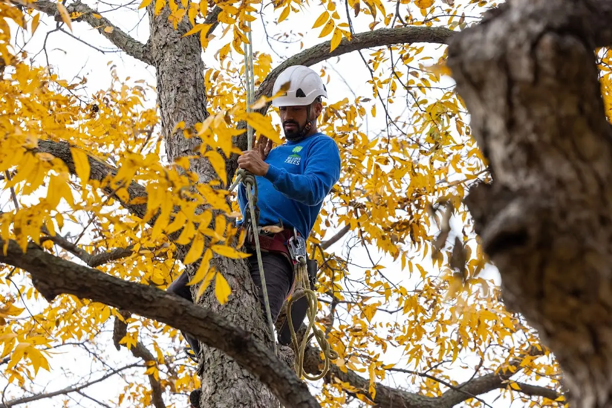 Skilled Storm Damage Cleanup crew working in Gardiner