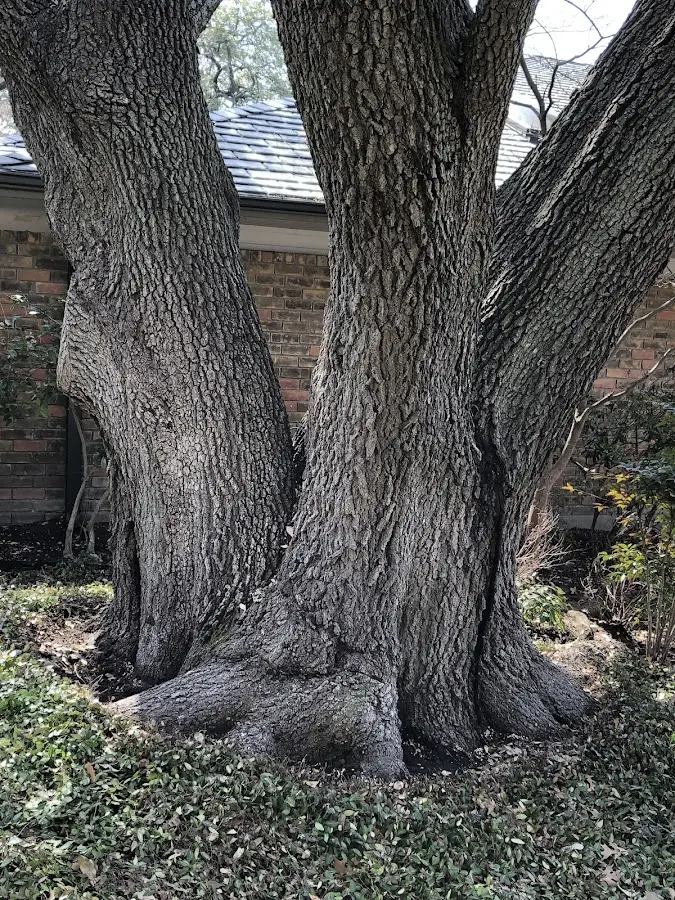 Mature heritage tree close to a Gardiner property cared for by certified arborists